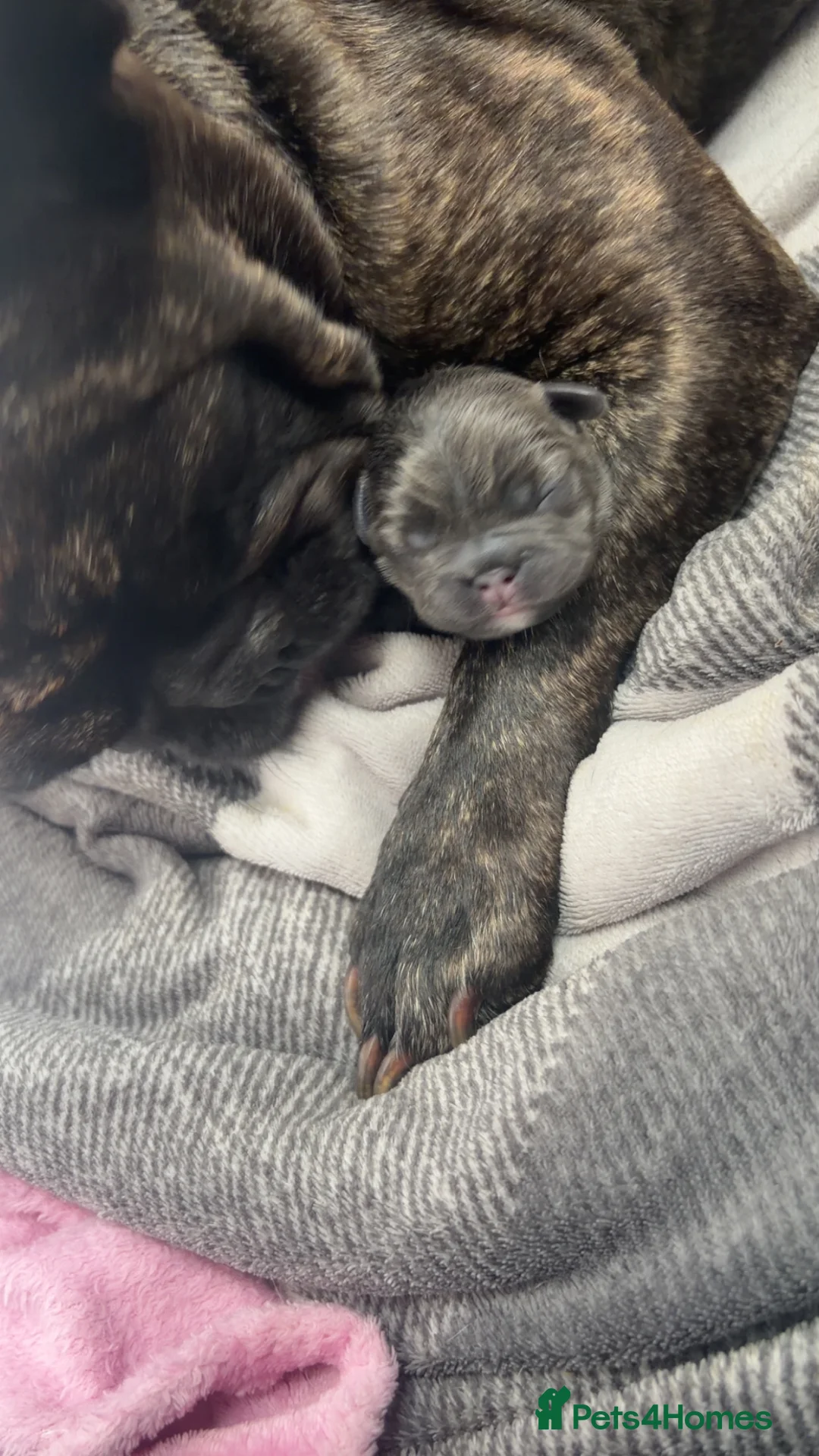 French Bulldog dogs for sale: Kelly - Advert 2
