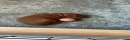 Hungarian Vizsla dogs for sale: Exceptional KC Pedigree Hungarian Vizsla’s 13 jun - Advert 4