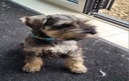 Miniature Schnauzer dogs for sale: Vaccinated and health Checked Mini Schnauzer Pups - Image 5