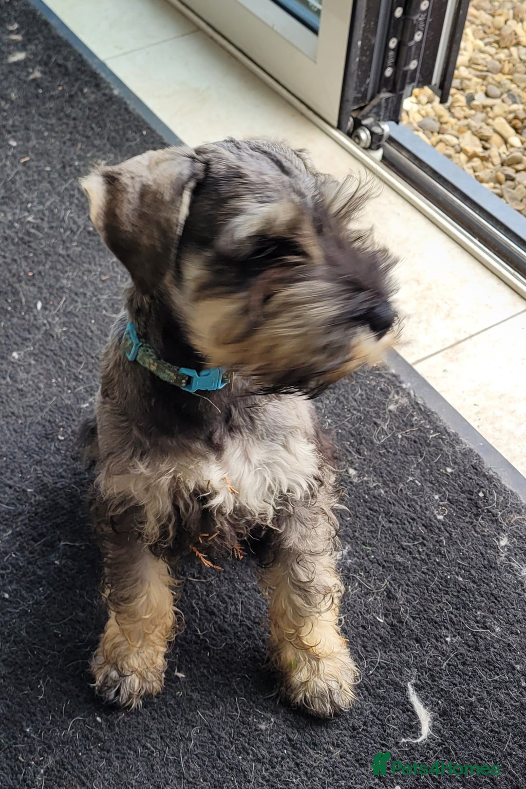 Miniature Schnauzer dogs for sale: Vaccinated and health Checked Mini Schnauzer Pups - Image 5