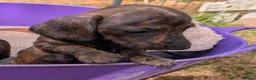 Miniature Dachshund dogs for sale: Miniature Dachshund  - Advert 8