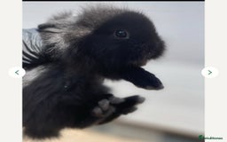 Lionhead rabbits for sale: Baby bunnies  - Image 5