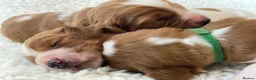 Welsh Springer Spaniel dogs for sale: KC Reg Welsh Springer Spaniels Fully Health Tested - Advert 5