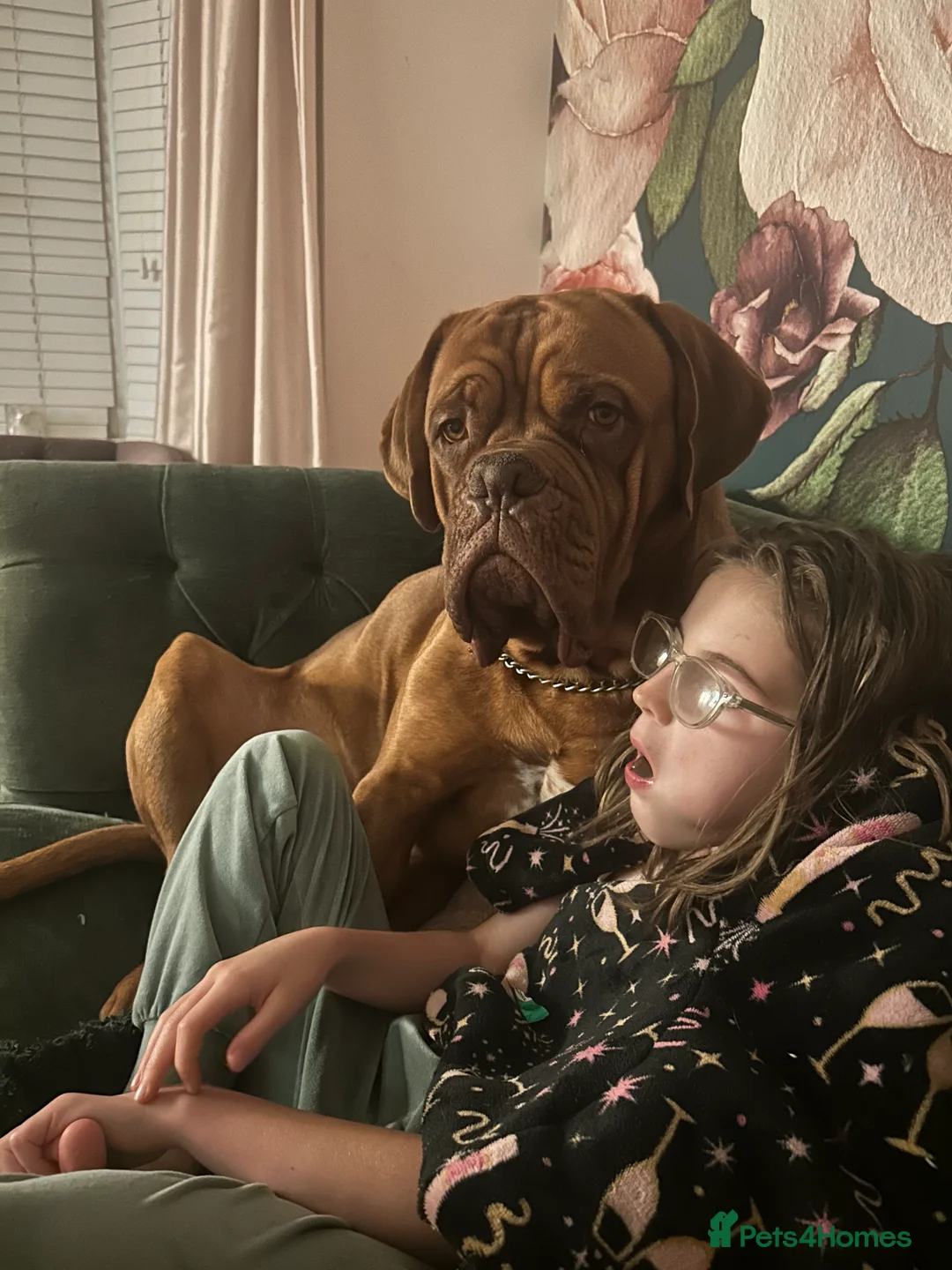 Dogue De Bordeaux dogs for stud: Full pedigree Proven dogue de bordeux Stud   - Advert 9