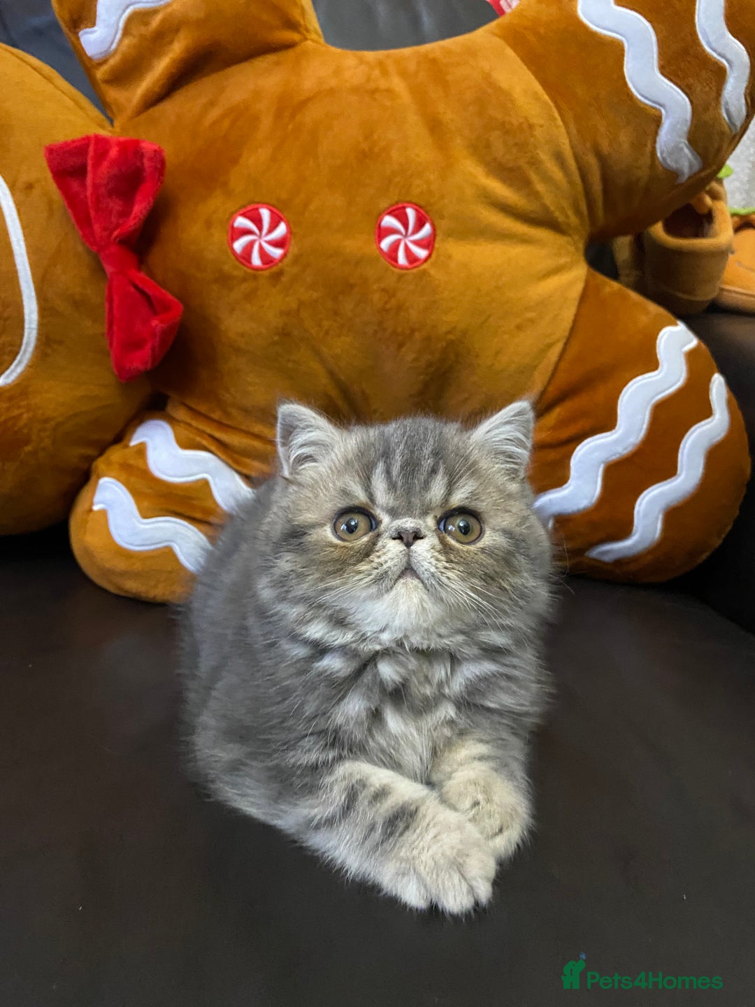 Exotic cats for sale: 1 BABY BOY Exceptional Persian Exotic litter - Advert 15