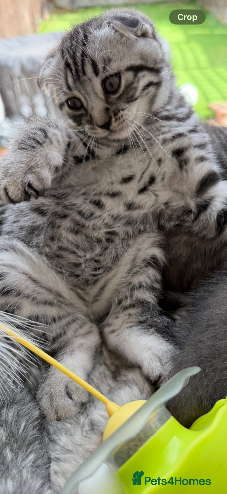 British Shorthair cats Pure breed Scottish Fold &Straight grey tabby  - Advert 14