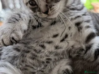 British Shorthair cats Pure breed Scottish Fold &Straight grey tabby - Advert 14