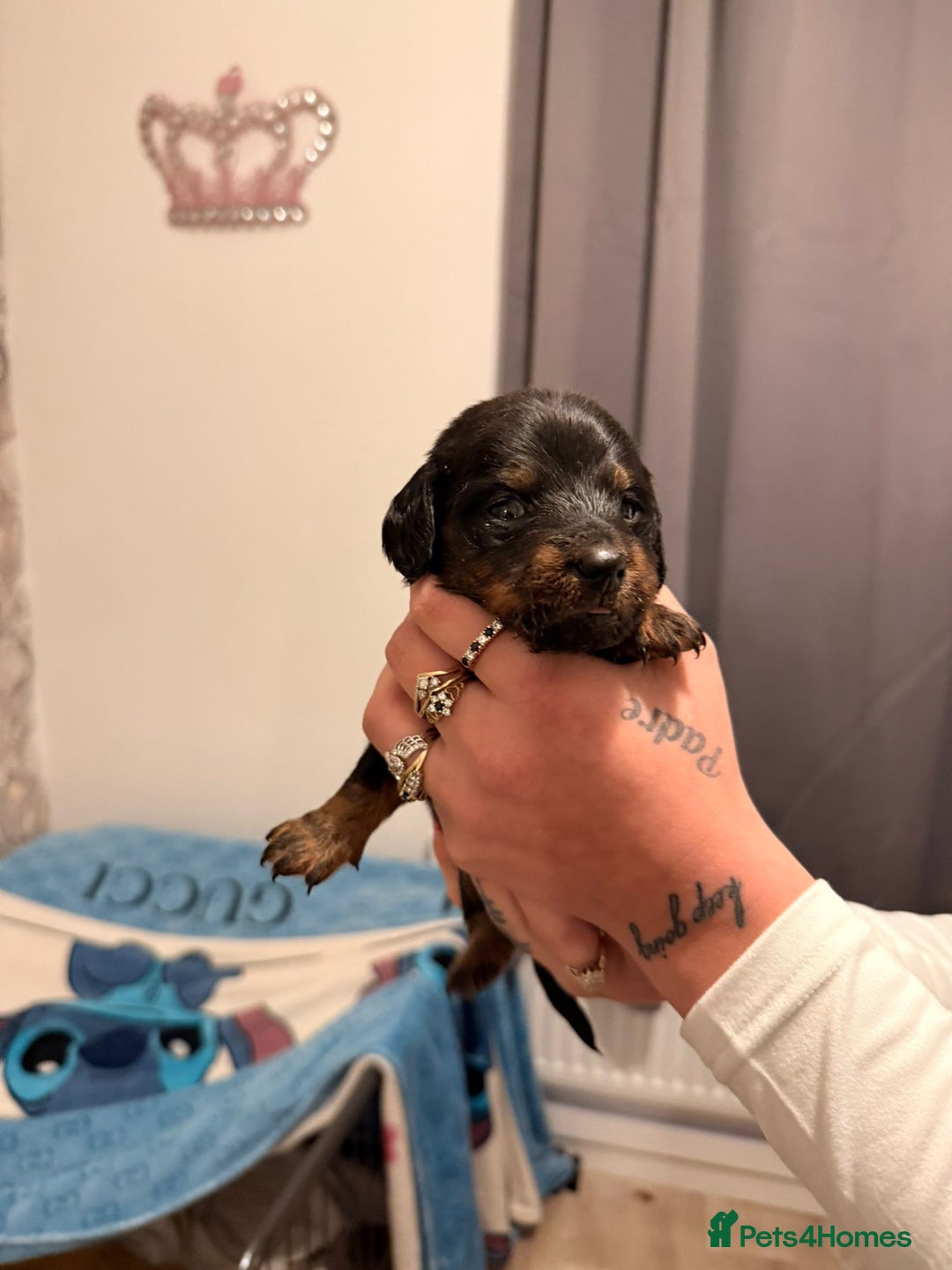 Dachshund dogs for sale: Dachshund puppies  - Advert 4