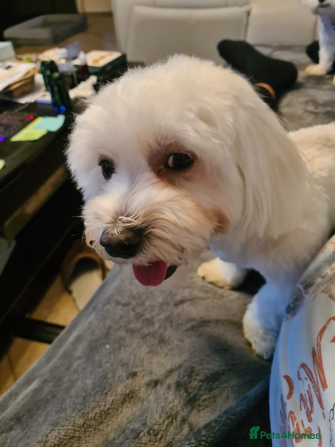 Maltese dogs for sale: Maltese Male 16 month old - Advert 1