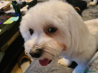 Maltese dogs Maltese Male 16 month old - Advert 2