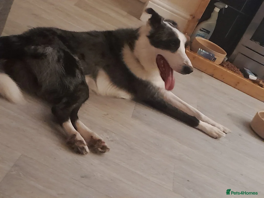 Border Collie dogs for sale: Border collie blue murle for sale - Advert 19