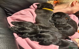 Mixed Breed dogs for sale: Lab/cockapoo cross - Image 15