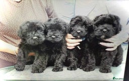 Russian Black Terrier dogs for sale: top russianblack terriers from champion bloodlines - Image 1