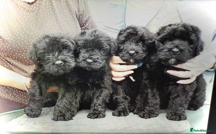Russian Black Terrier dogs - Advert 1