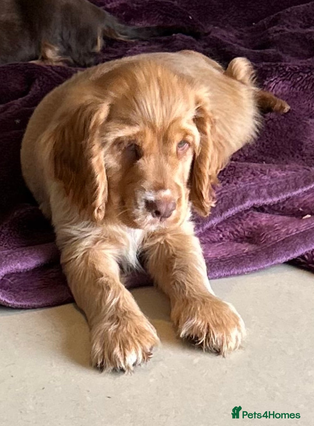 Cocker Spaniel dogs for sale: Ready to fly the nest!!  kc Show Cocker Spaniels  - Advert 3