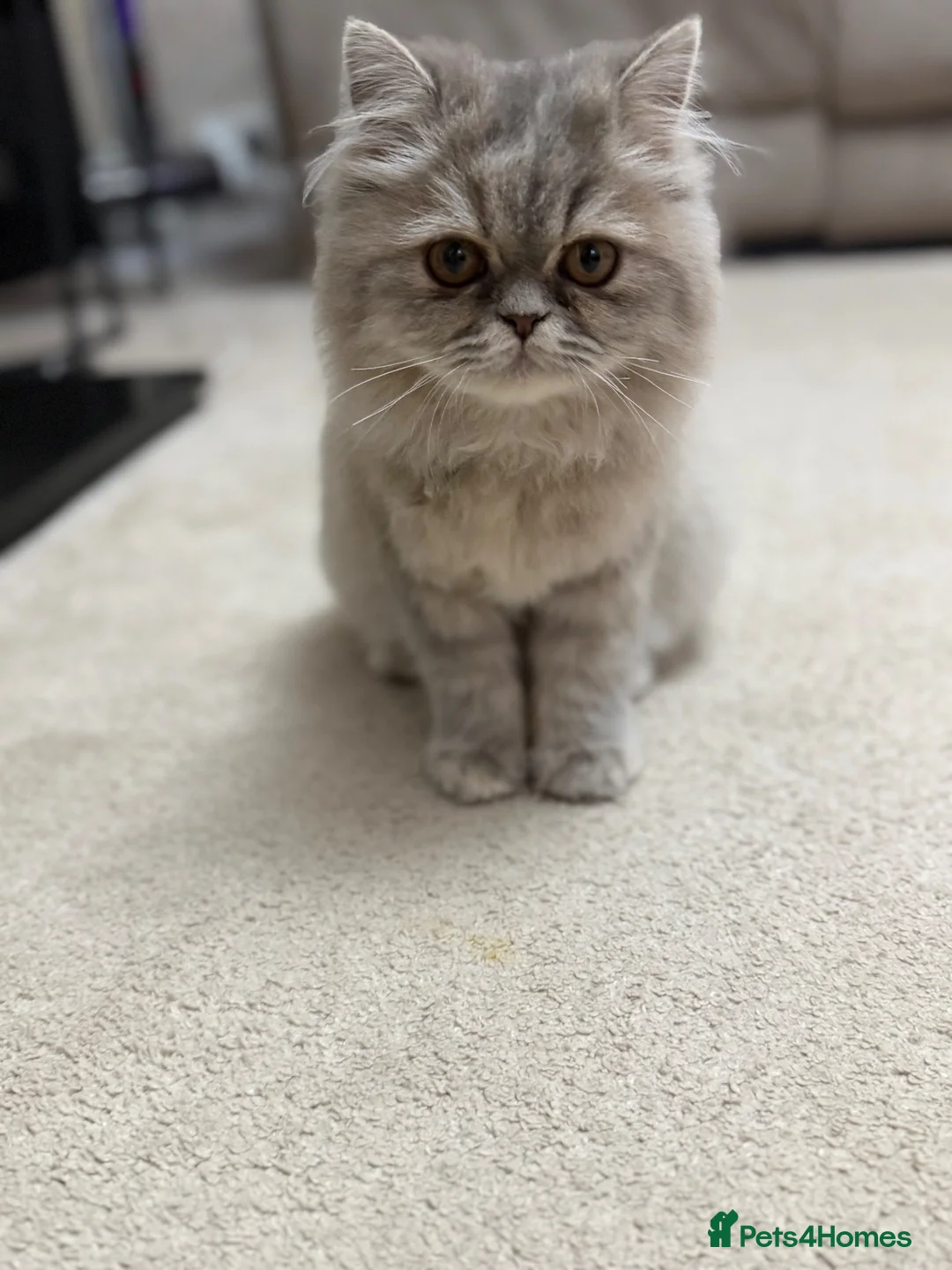 Persian cats for sale: Beautiful Blue Pure Persian  - Advert 2