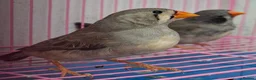 Finches birds for sale: MUTATION ZEBRA FINCHES ORANGE BREAST BLACK FACE - Advert 7