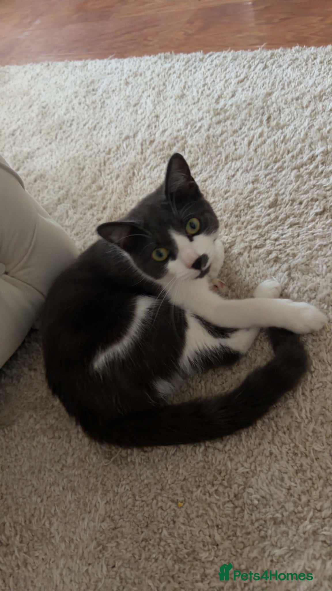 Mixed Breed cats Female cats  - Advert 3