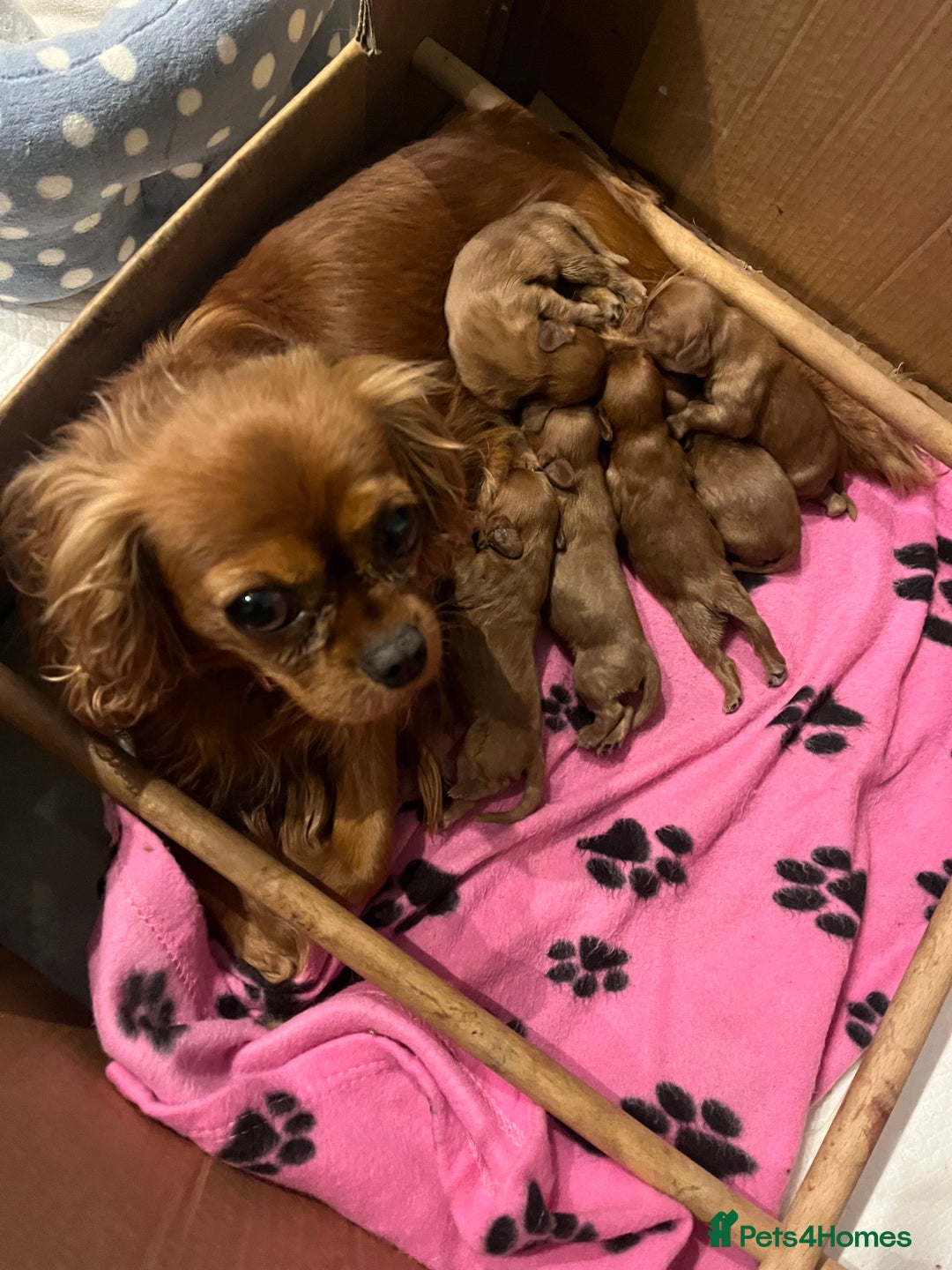 Cavalier King Charles Spaniel dogs for sale: Pure pedigree kc registered ruby cavaliers - Advert 1