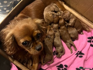 Cavalier King Charles Spaniel dogs Pure pedigree kc registered ruby cavaliers - Advert 15
