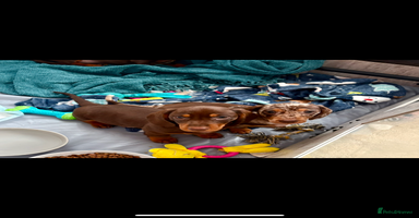 Miniature Dachshund dogs - Advert 4