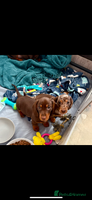 Miniature Dachshund dogs - Advert 2