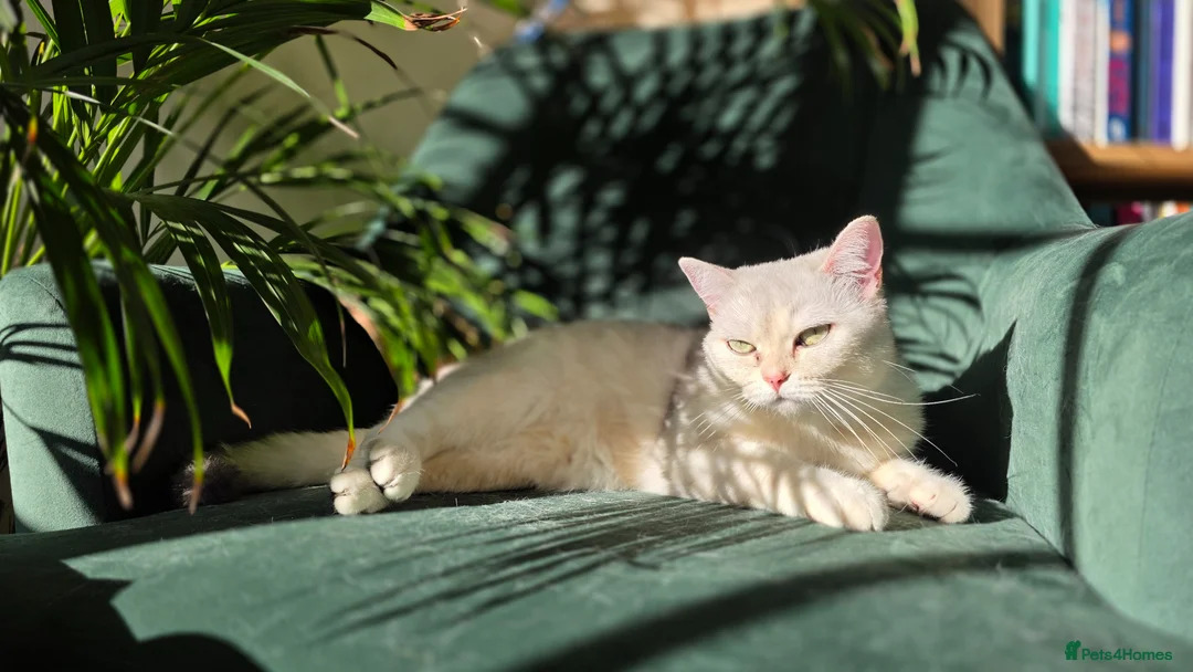 Mixed Breed cats for sale: Eevee is looking for a new home - Advert 6