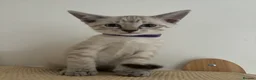 Ragdoll cats for sale: 4 Ragdoll/Siamese Kittens - Ready to go home - Advert 14
