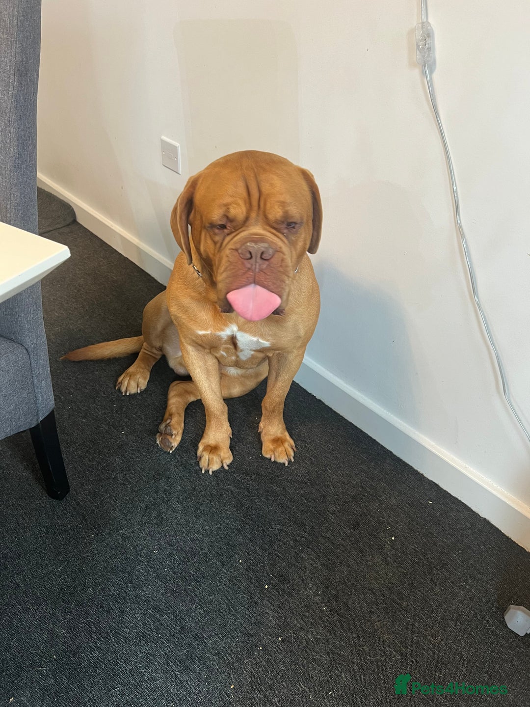 Dogue De Bordeaux dogs for sale: Dogue de Bourdaux  - Image 5