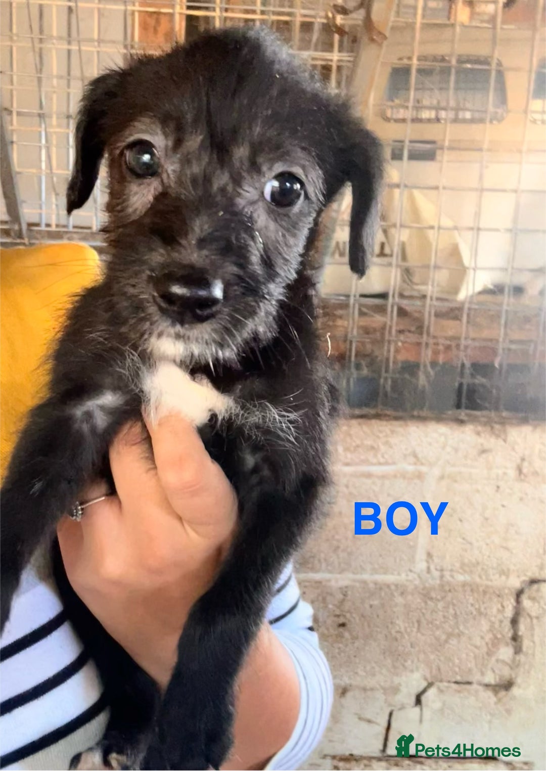 Mixed Breed dogs for sale: 10 Bedlington Whippet Puppies - 6 DOGS 4 BITCHES - Image 18