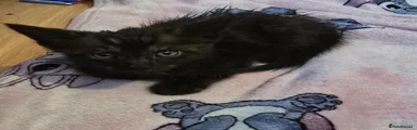 Kitten 3