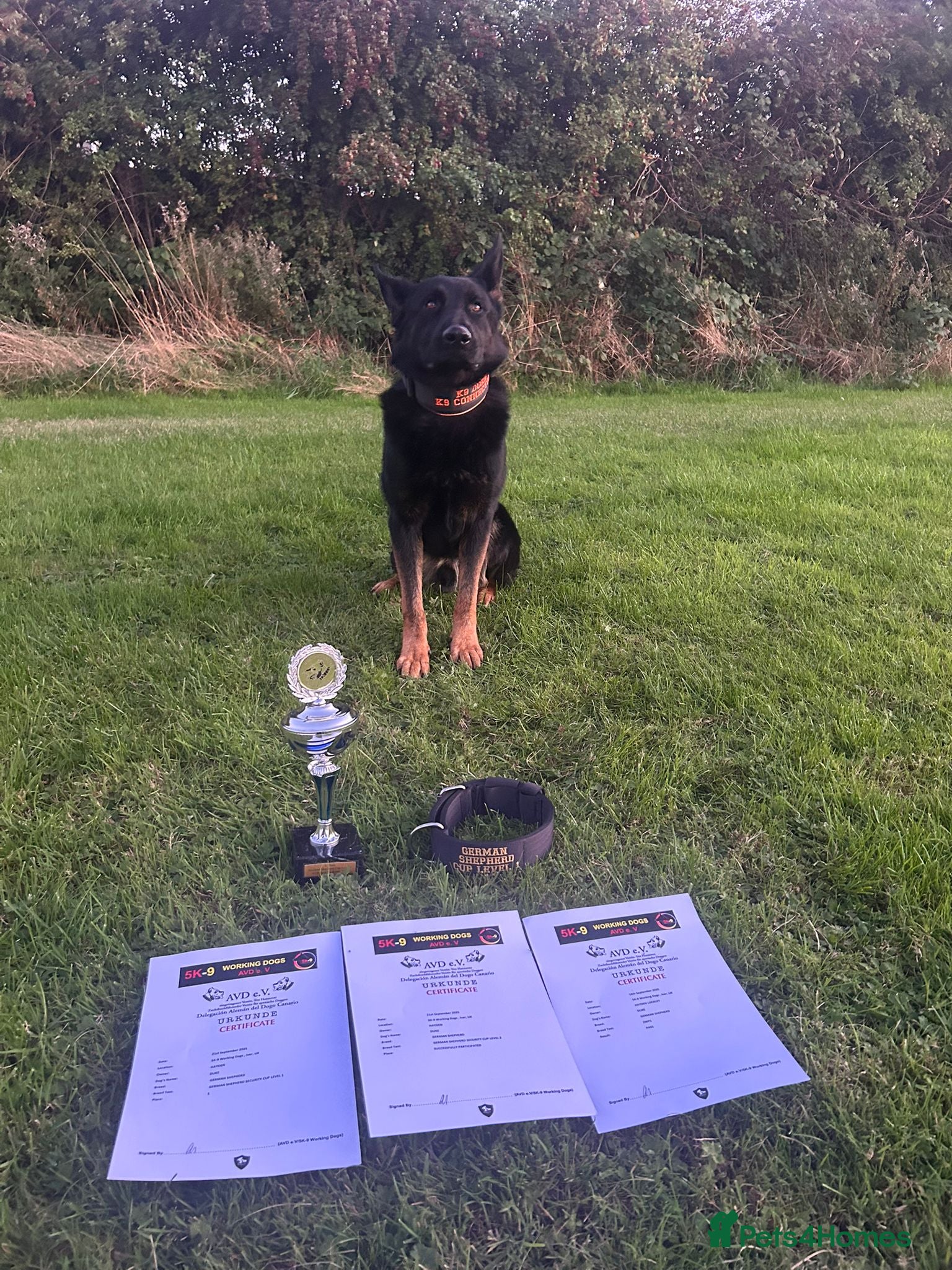 German Shepherd dogs For stud duties only - Advert 10