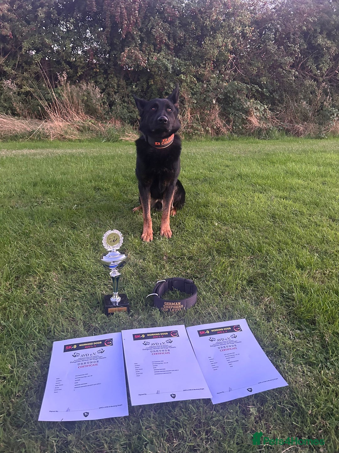 German Shepherd dogs for stud: For stud duties only - Image 1