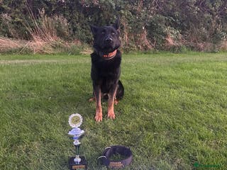 German Shepherd dogs For stud duties only - Advert 23