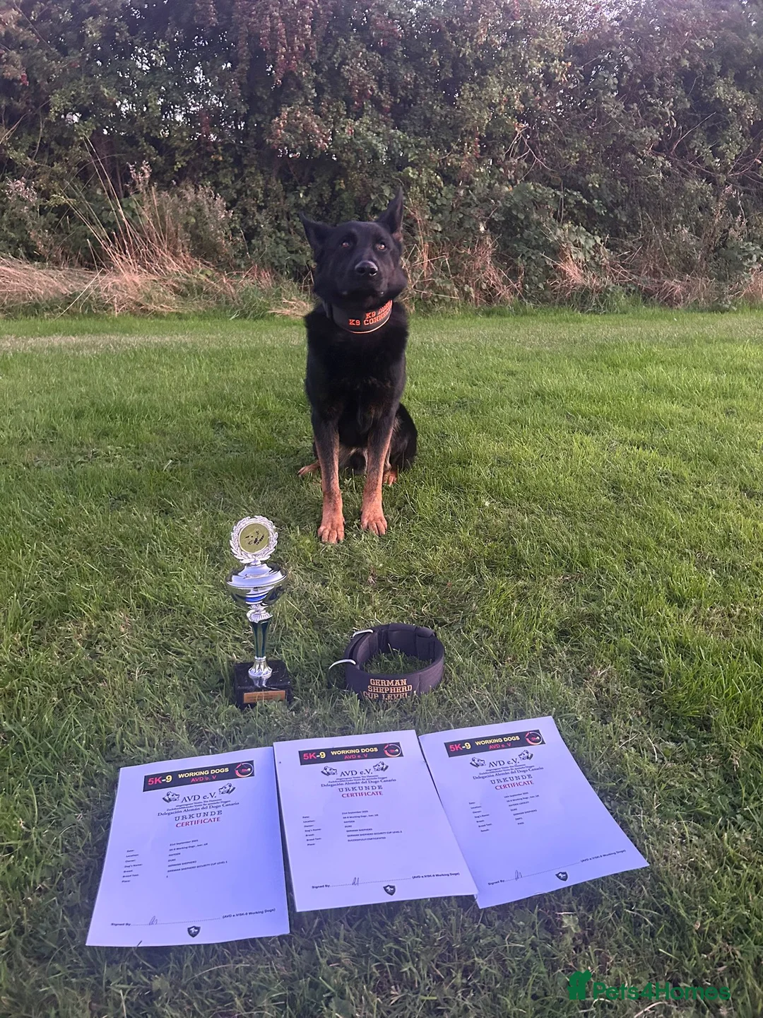 German Shepherd dogs for stud: For stud duties only - Advert 1