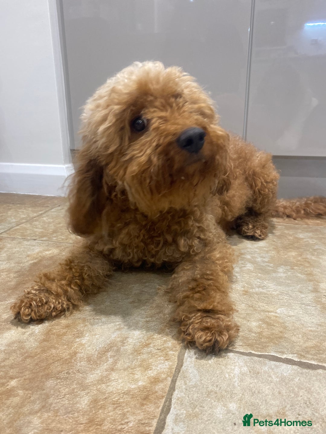 Cockapoo dogs for sale: 3 Gorgeous Apricot Cockapoo Puppies  - Advert 19