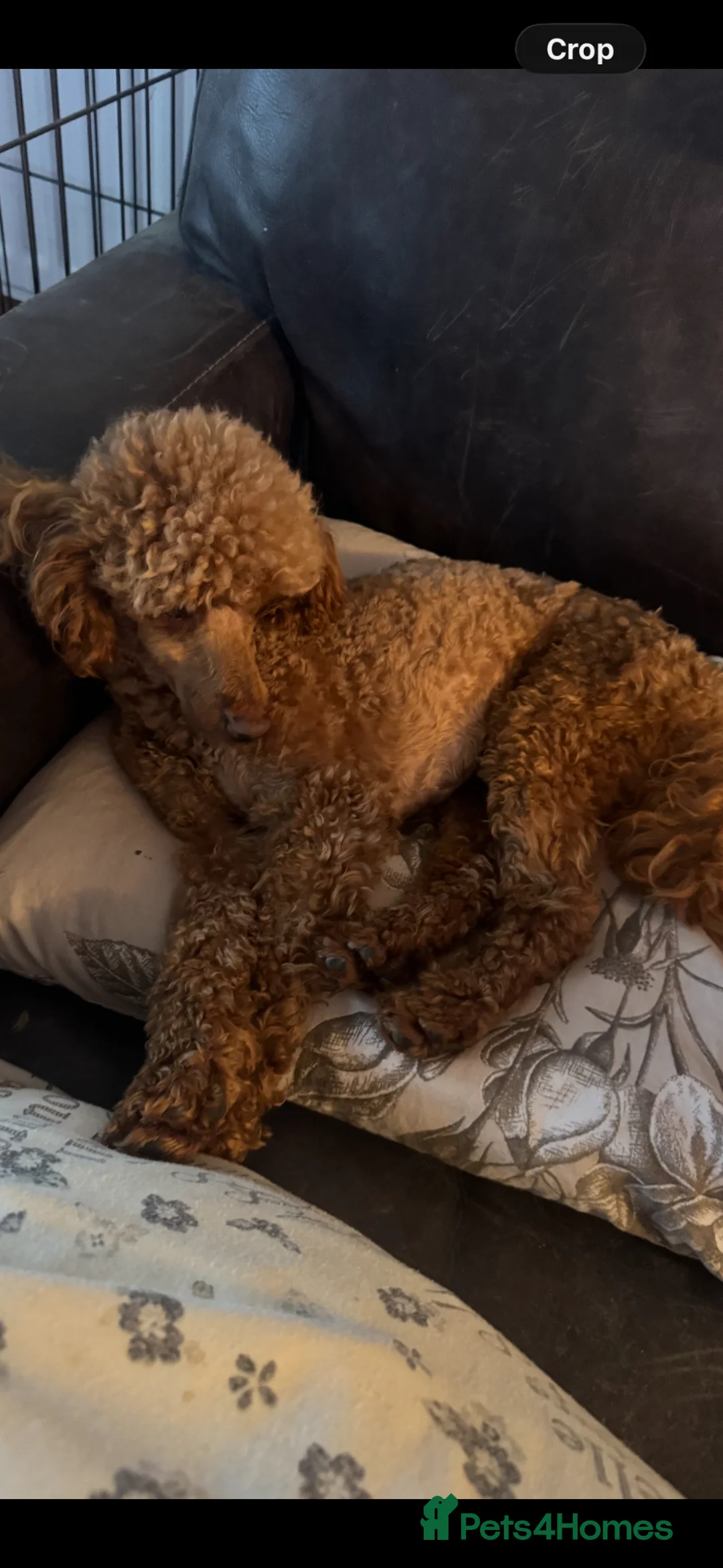 Cockapoo dogs for sale: Beautiful litter of F1 toy cockapoo pups in Ferryhill - Advert 7