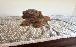 Cavapoo dogs for sale: Health tested cavapoo puppy’s  - Image 23
