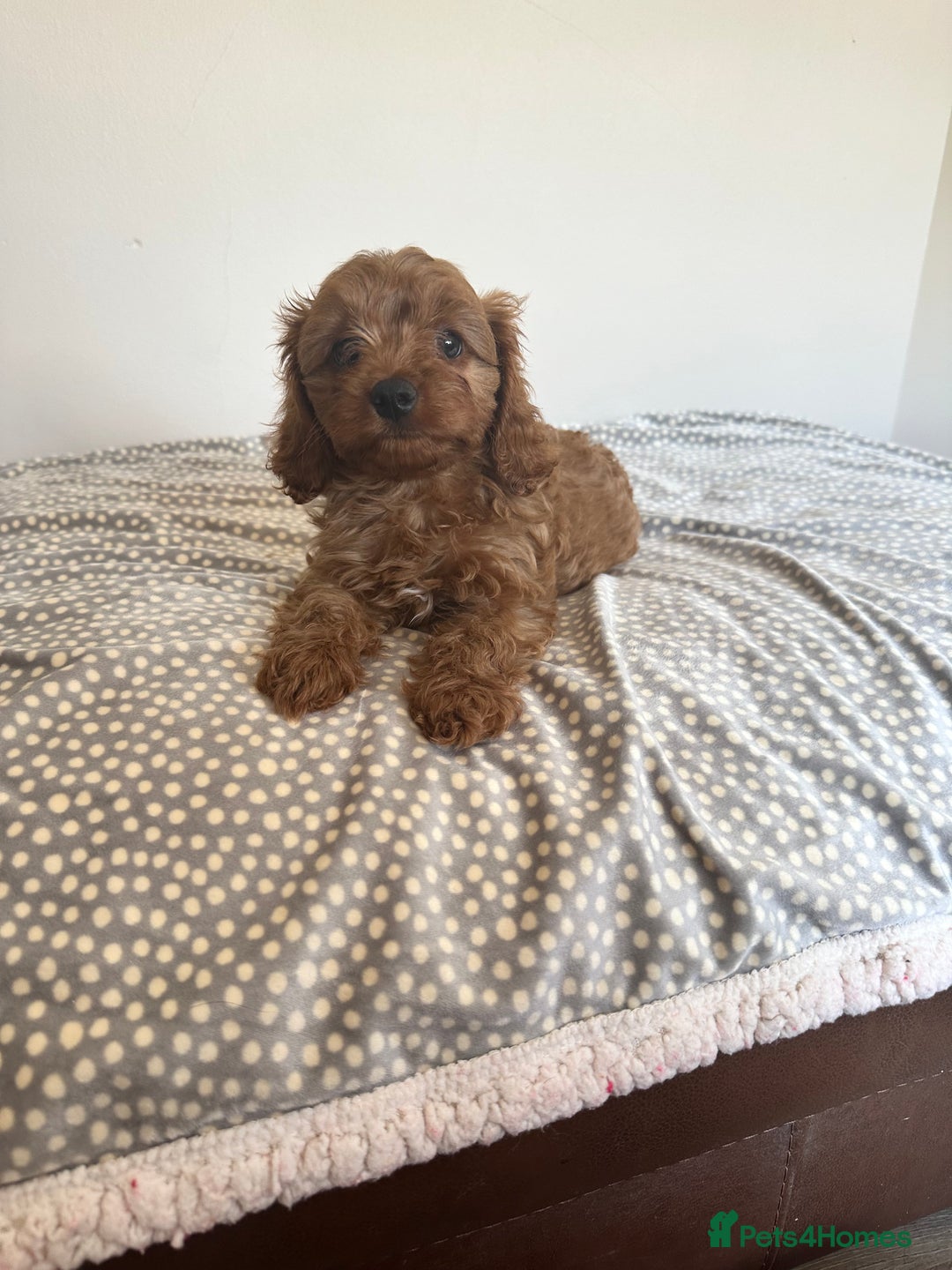 Cavapoo dogs for sale: Health tested cavapoo puppy’s  - Image 23