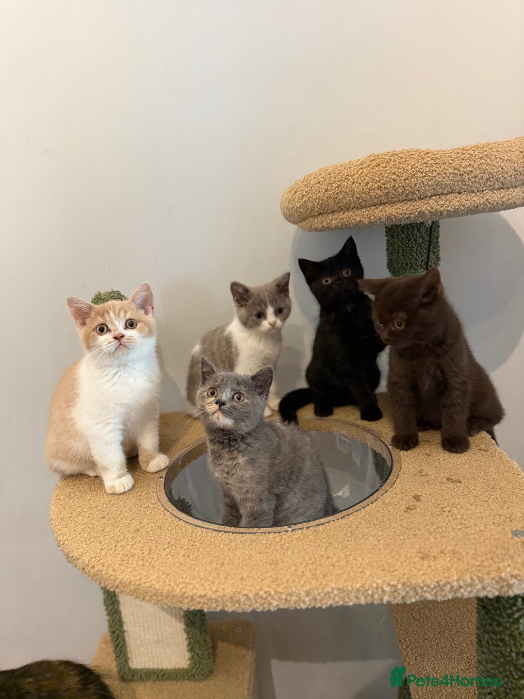 British Shorthair cats for sale: Top quality GCCF reg BSH grand champion lines - Image 25