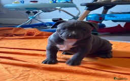 American Bully dogs for sale: Pocket bully - Image 7