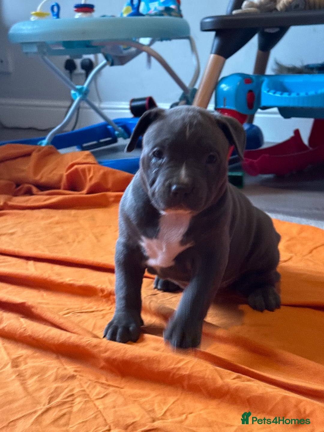 American Bully dogs for sale: Pocket bully - Image 7