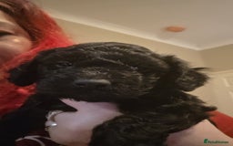 Cockapoo dogs for sale: Cockapoo puppies - Advert 2