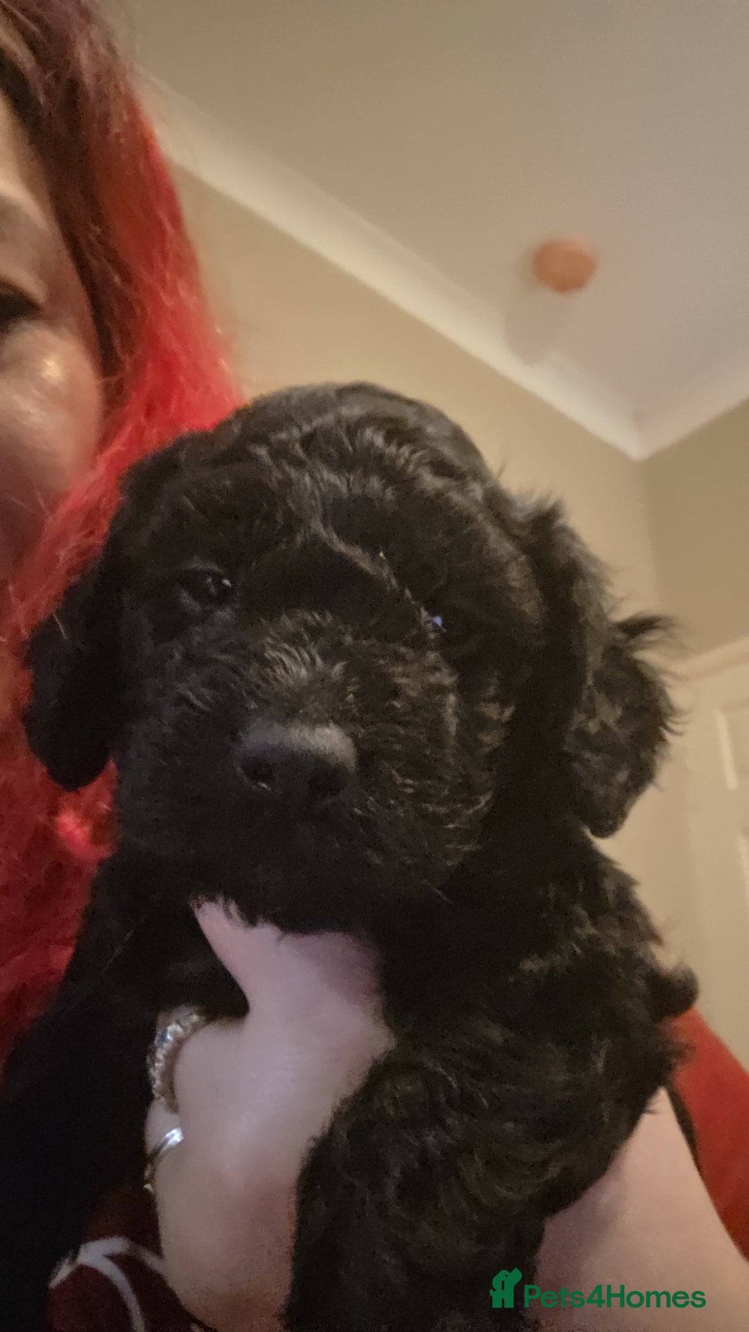 Cockapoo dogs for sale: Cockapoo puppies - Advert 2