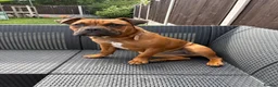 Mixed Breed dogs for sale: 7month old bulldog mix in West Bromwich - Advert 1