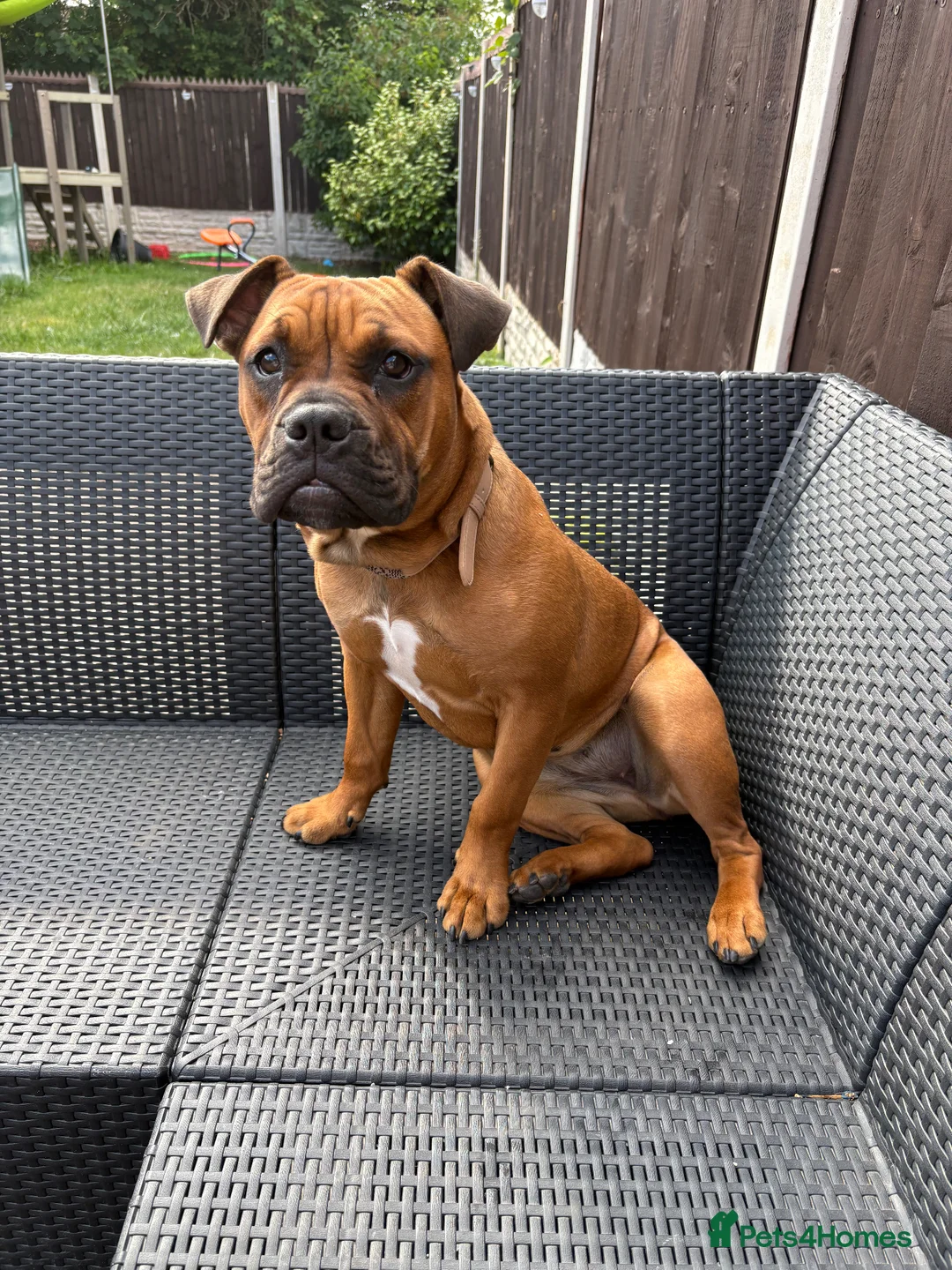 Mixed Breed dogs for sale: 7month old bulldog mix in West Bromwich - Advert 1
