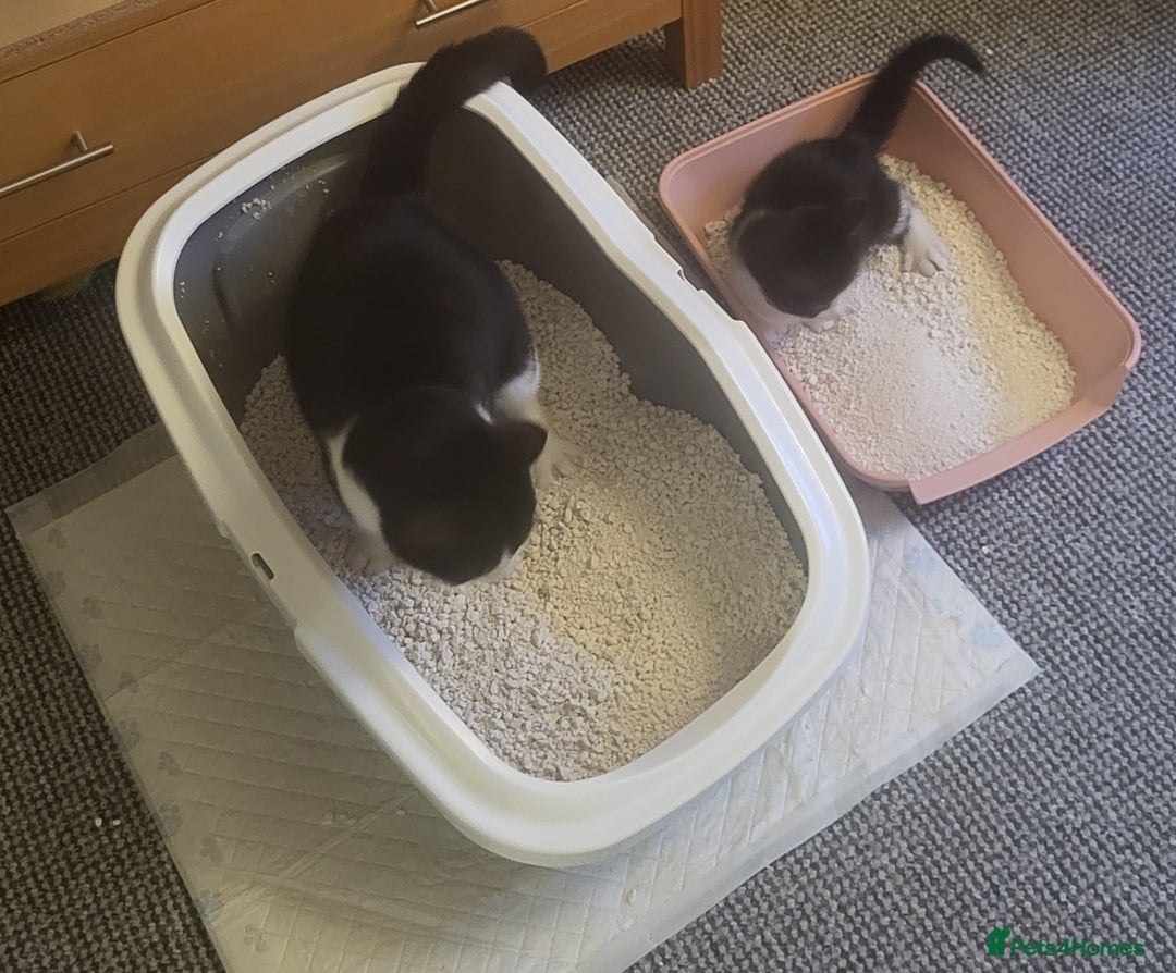 Mixed Breed cats for sale: Kittens for homes  - Image 2
