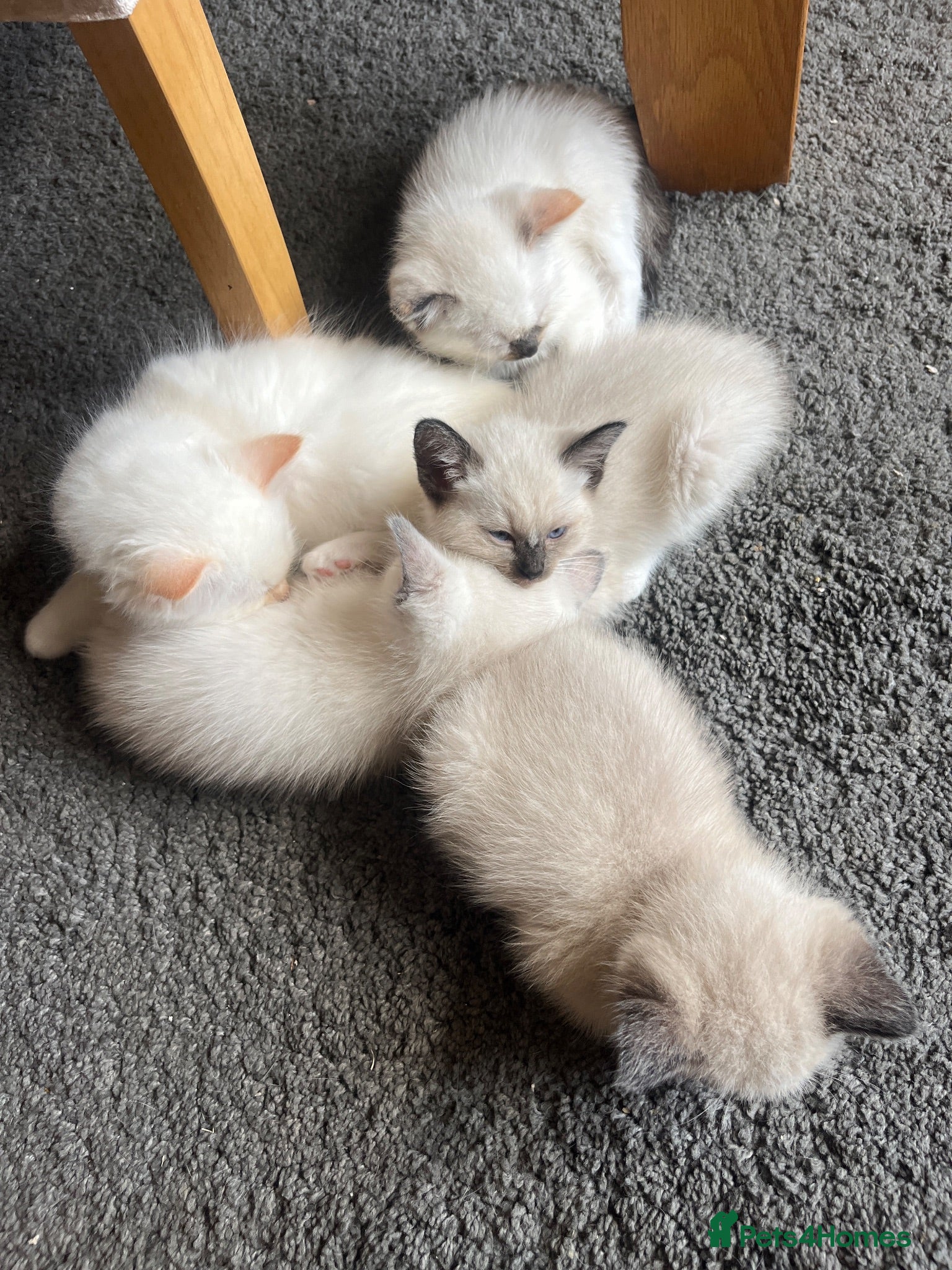 Ragdoll cats Ragdoll kittens  - Advert 1