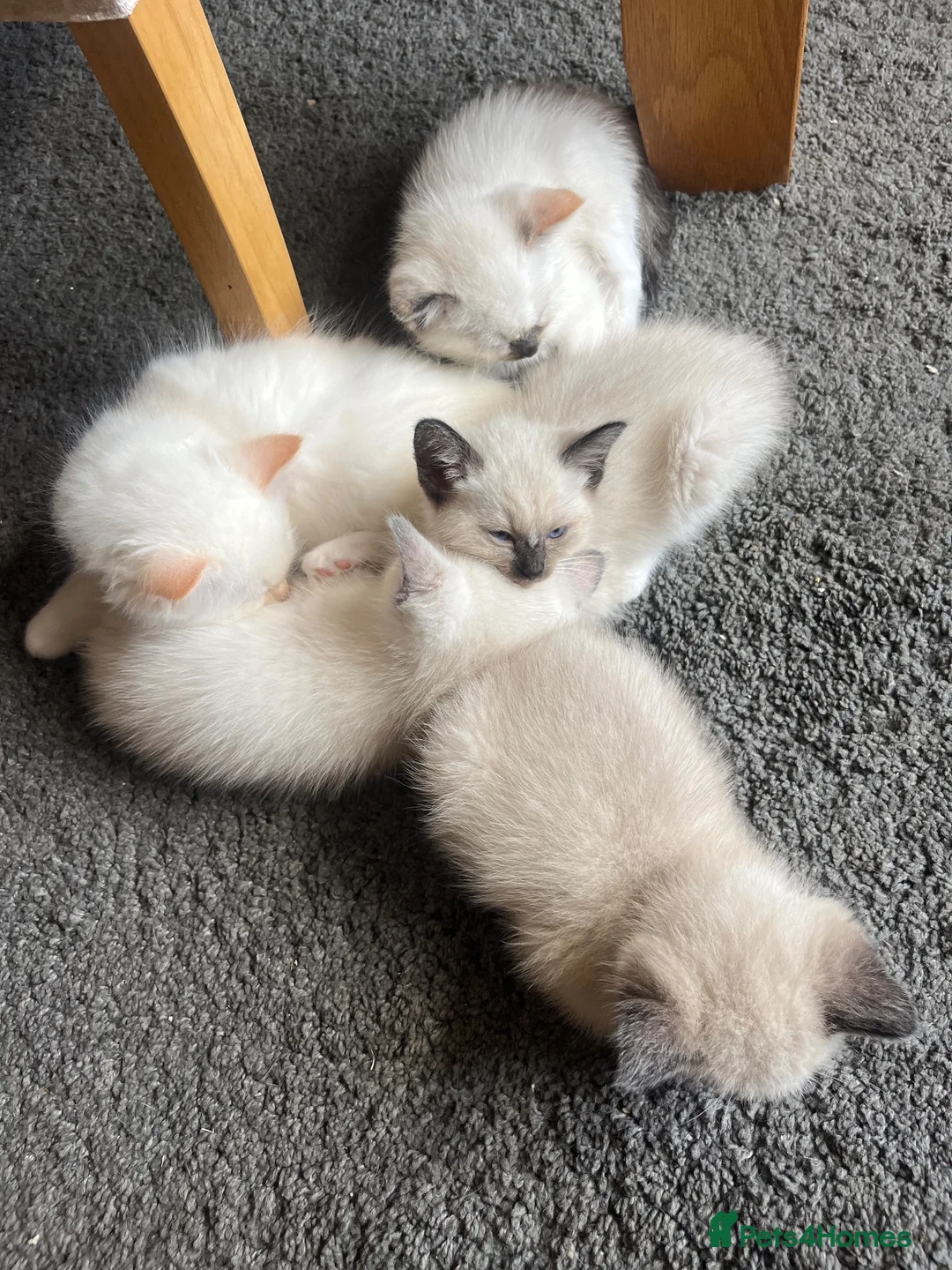 Ragdoll cats for sale: Ragdoll kittens  - Advert 1