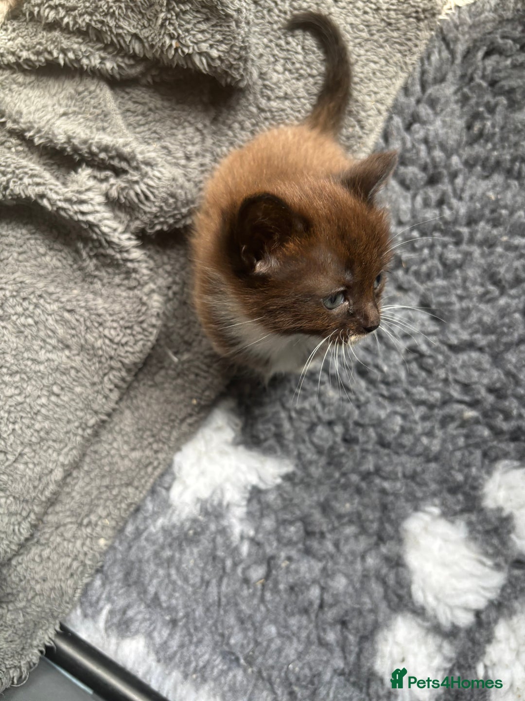 Ragdoll cats for sale: Beautiful cross ragdoll kittens  - Image 11